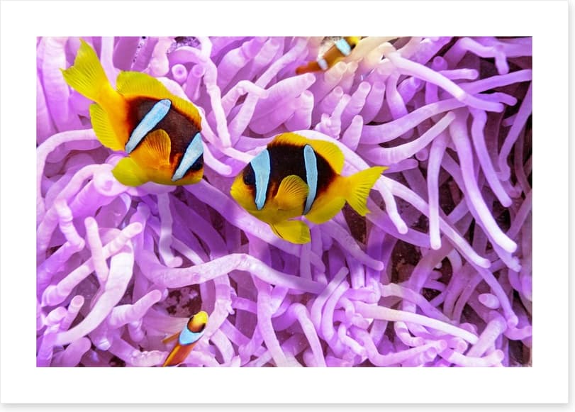 A clownfish romance - Image 2