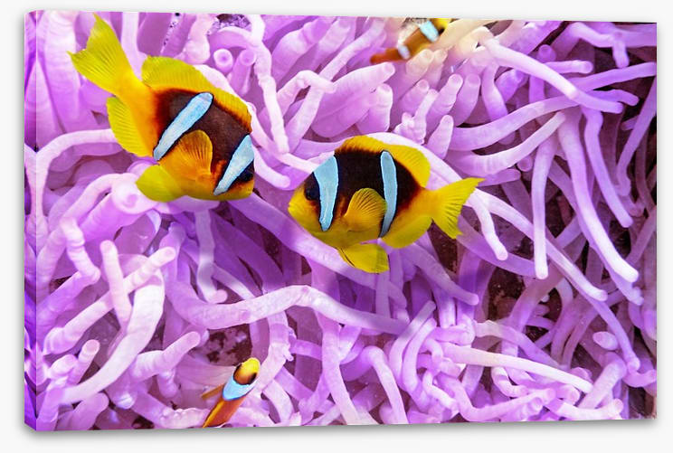 A clownfish romance - Image 2