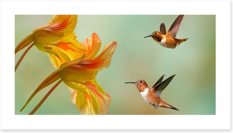 A flower each - Image 2