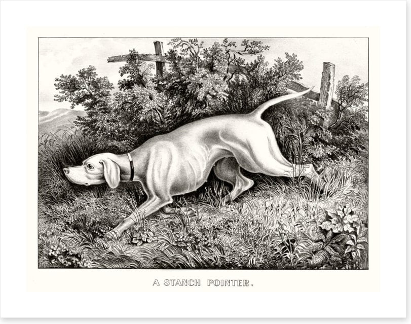 A staunch pointer - Image 2