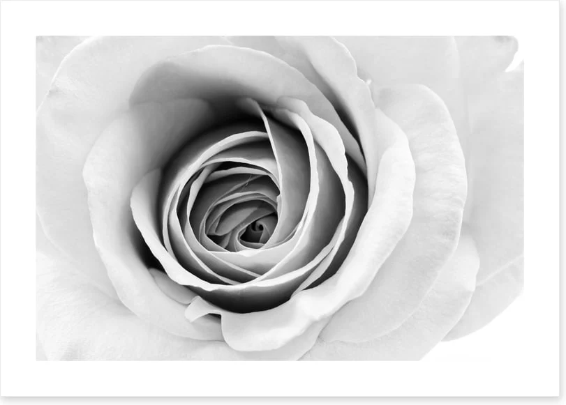A winter rose - Image 2