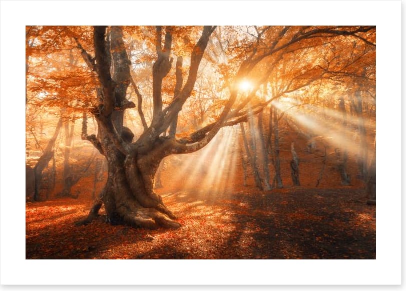 Aethereal autumn light - Image 2
