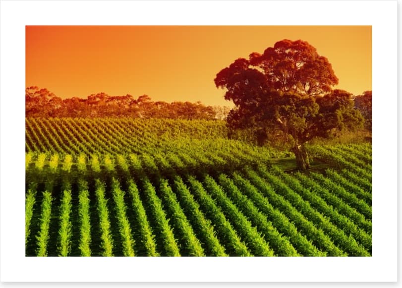 Afternoon vines in Adelaide Hills - Image 2