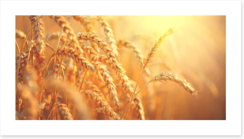 Agriculture - Image 2
