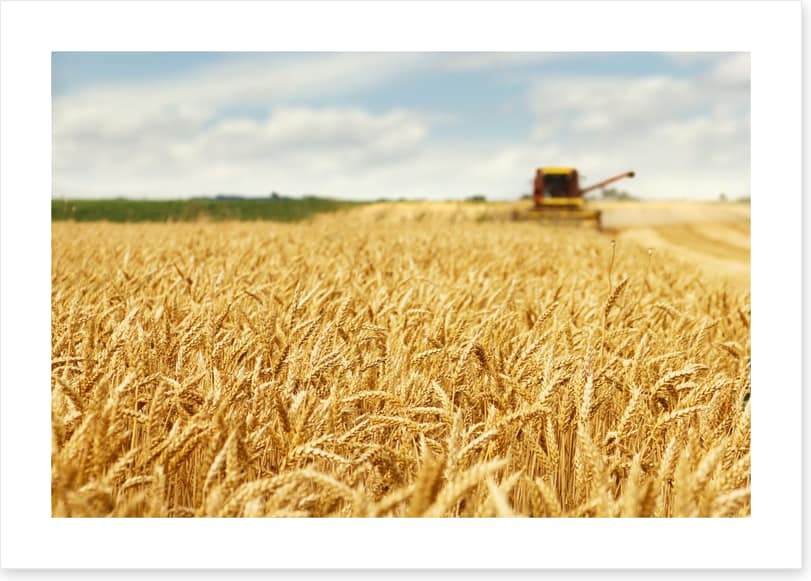 Agriculture - Image 2