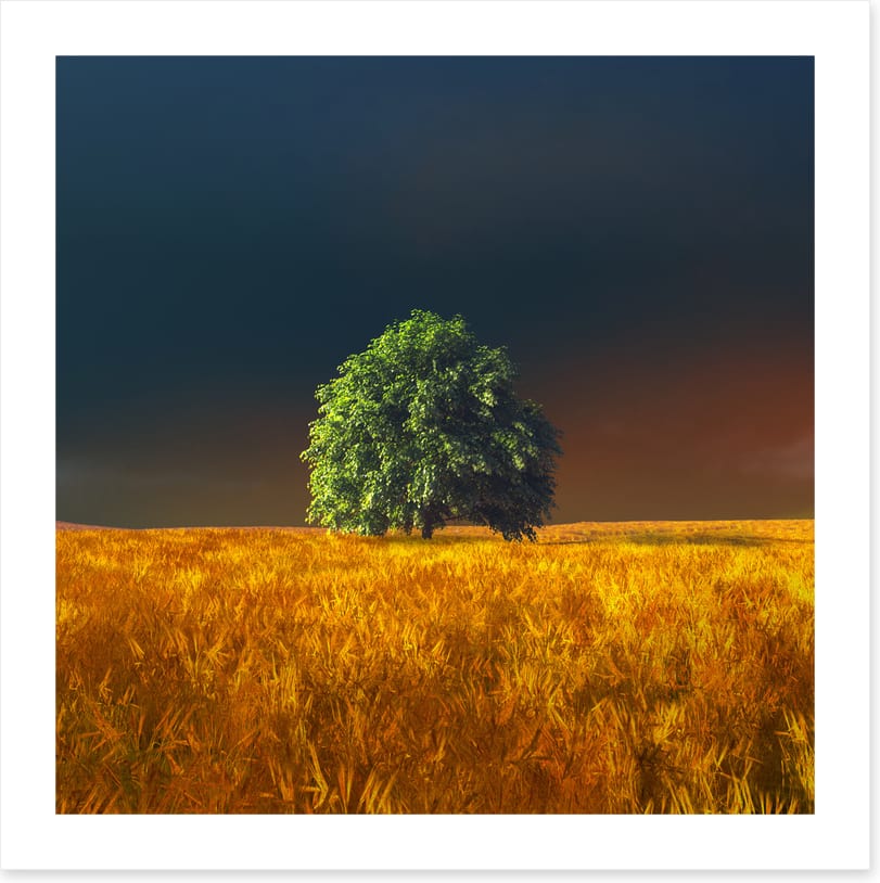 Alone in the rye - Image 2