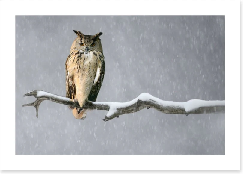 Alone in the snow - Image 2
