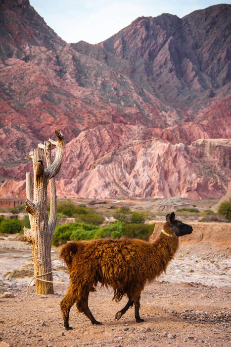 Alpaca in the Andes