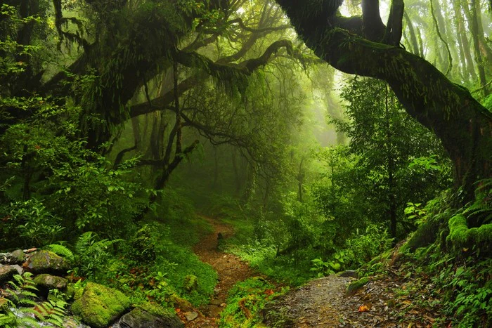 Amazon jungle