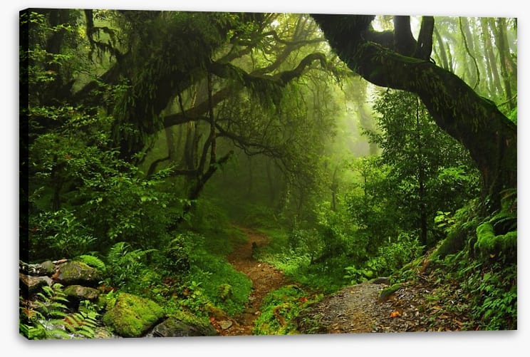 Amazon jungle - Image 2