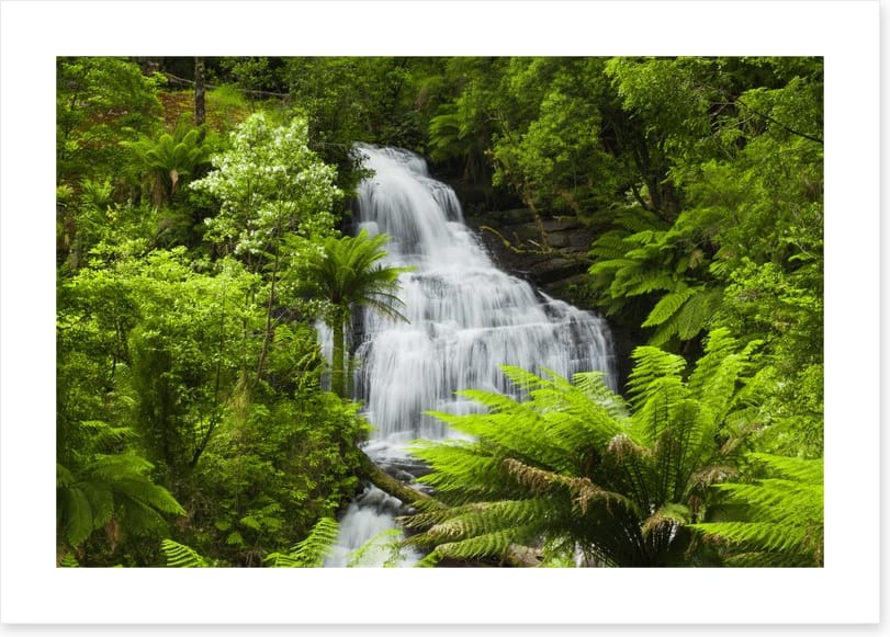 Ancient fern falls in The Otways - Image 2