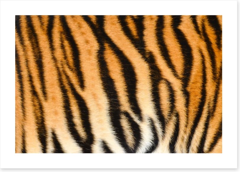 Animal Print - Image 2