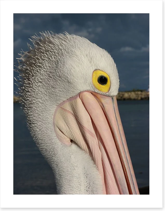 Australian pelican - Image 2