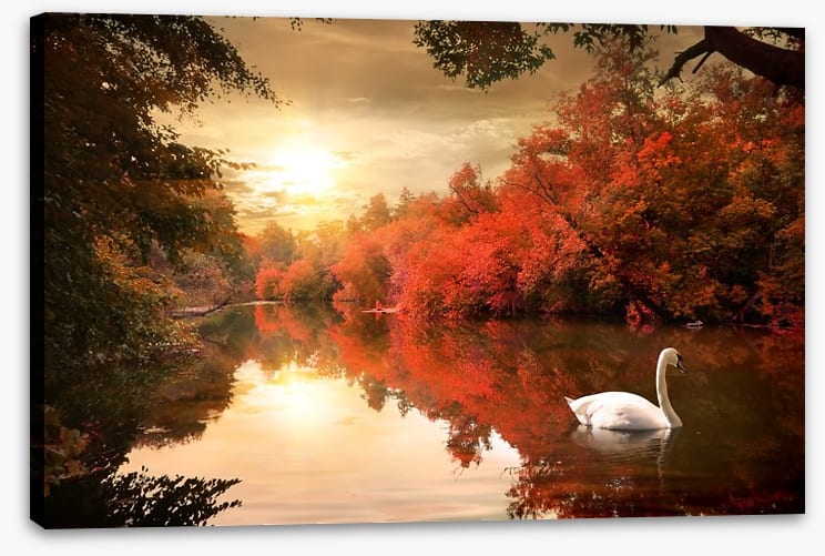Autumn swan - Image 2