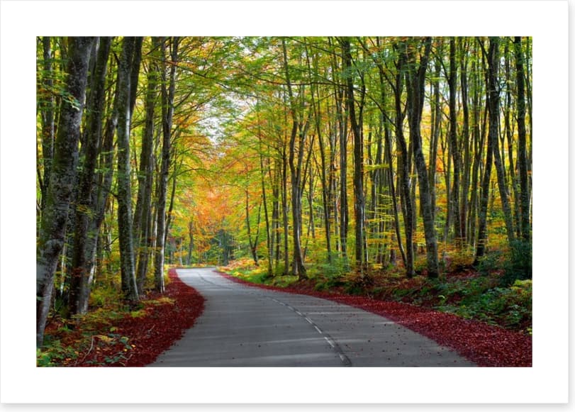 Autumn beech forest - Image 2