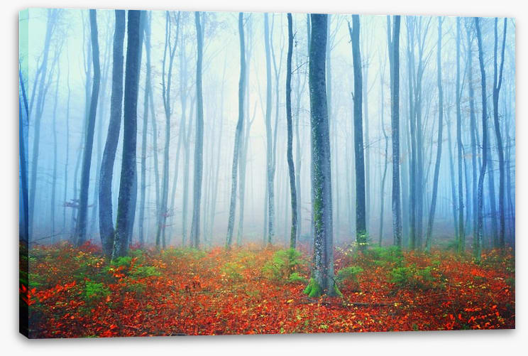 Autumn fairytale forest - Image 2