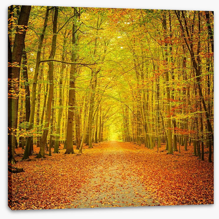 Autumn forest path - Image 2