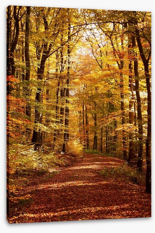 Autumn forest way - Image 2