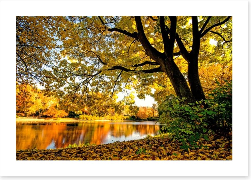 Autumn park glow - Image 2