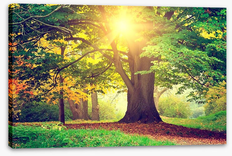 Autumn park sunlight - Image 2