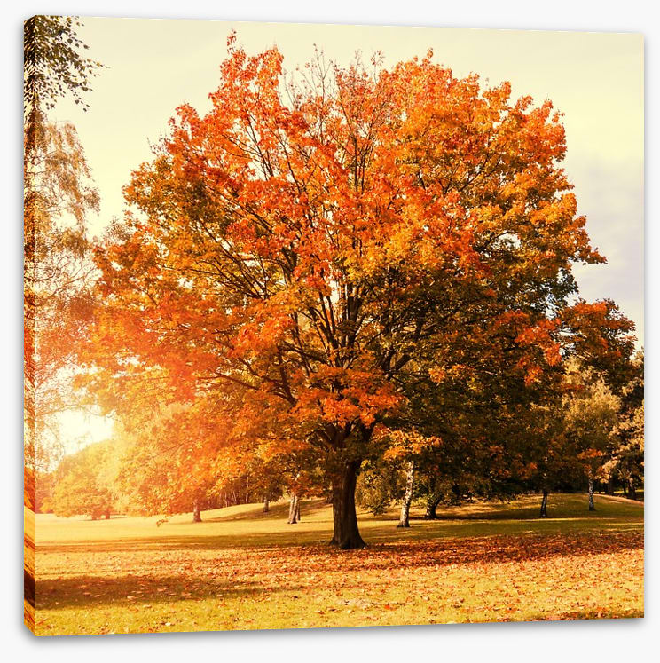 Autumn trees - Image 2