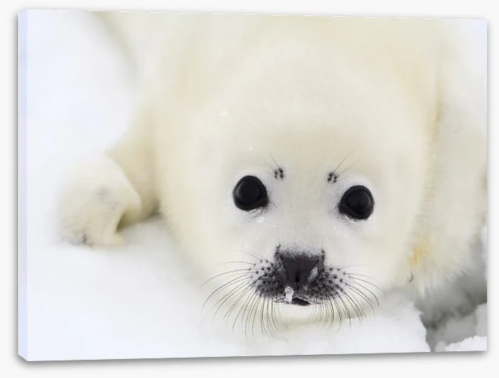 Baby harp seal pup - Image 2