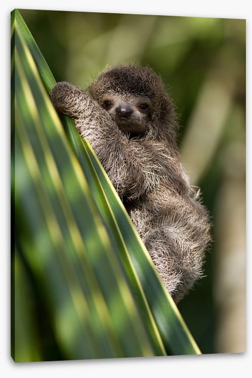 Baby three-toed sloth - Image 2