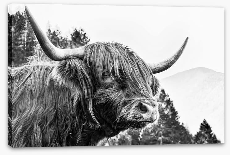 Bad hair day - Image 2