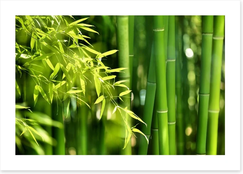 Bamboo forest - Image 2