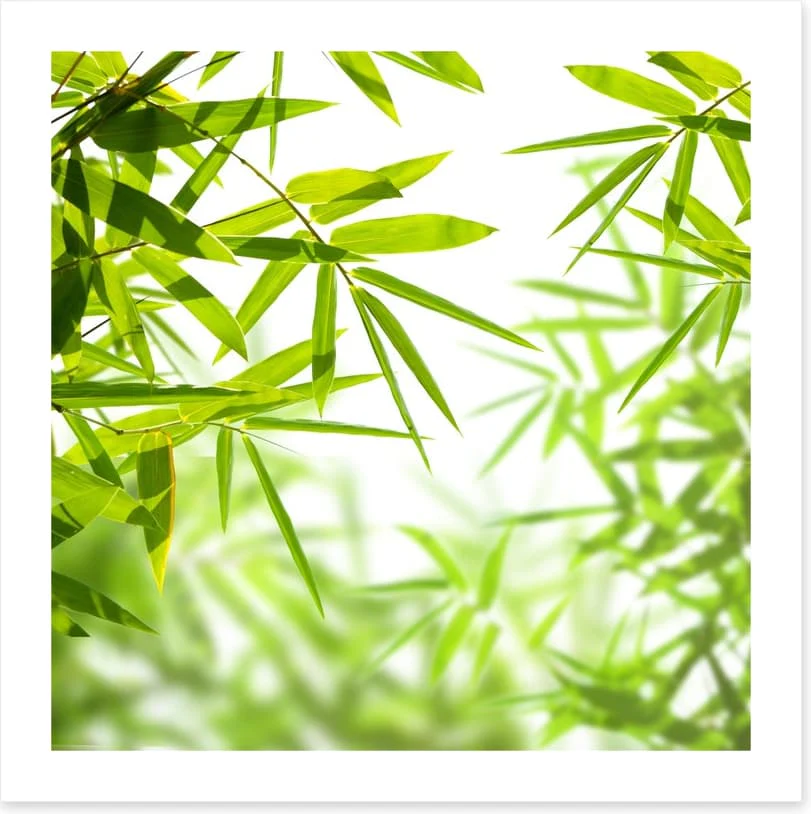 Bamboo leaves - Image 2