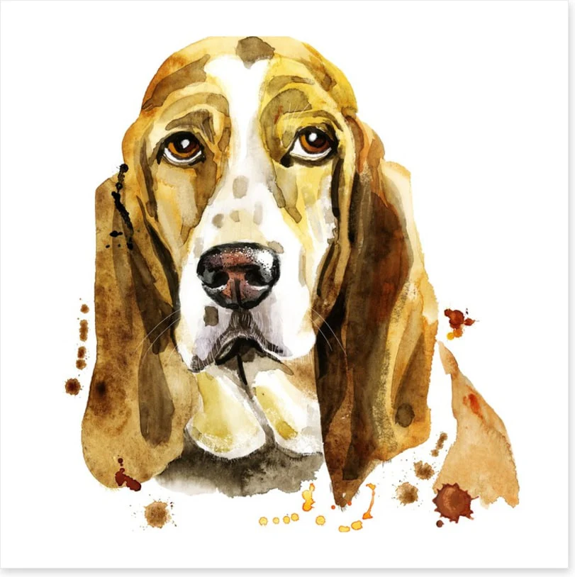 Basset hound blues - Image 2