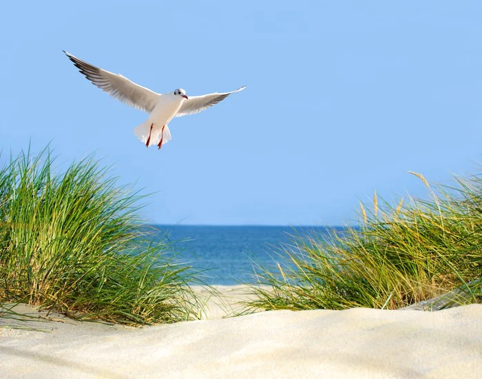 Sand dunes and seagull