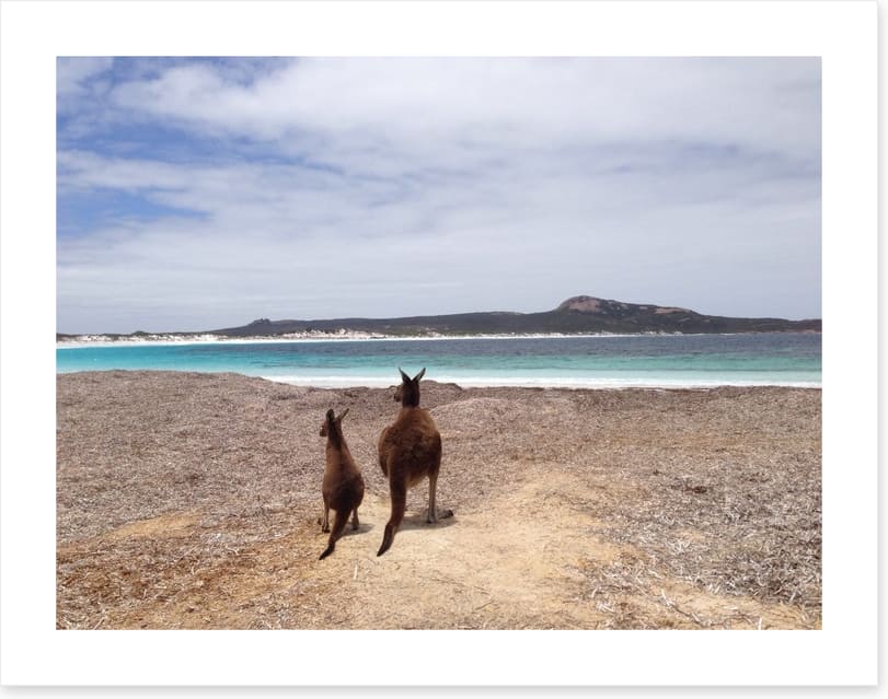 Beach kangaroos - Image 2