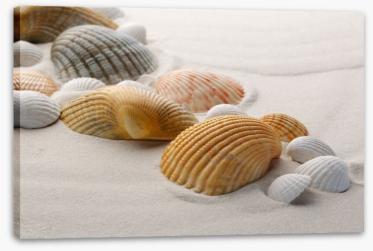 Shells on the sand - Image 2