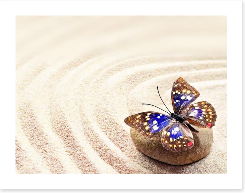 Beautiful butterfly on the sand - Image 2