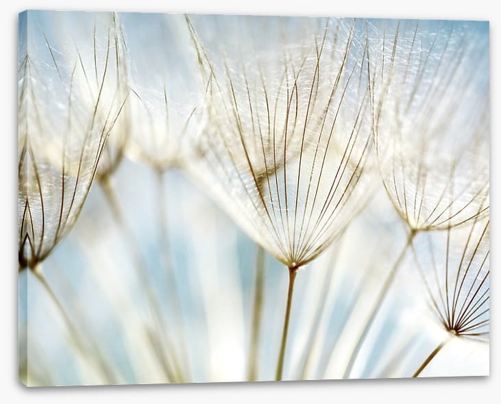 Make a wish - Image 2