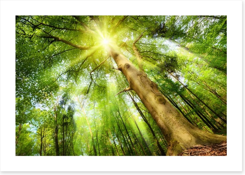 Beech for the sky - Image 2