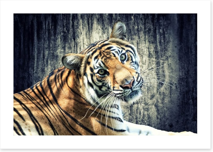 Bengal tiger - Image 2