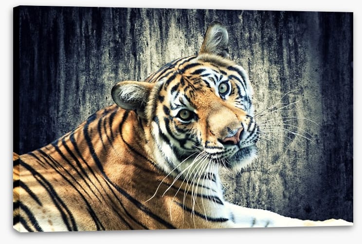 Bengal tiger - Image 2