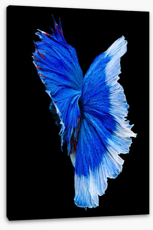 Betta blue - Image 2