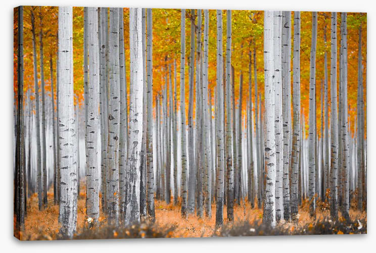 Between the birch - Image 2