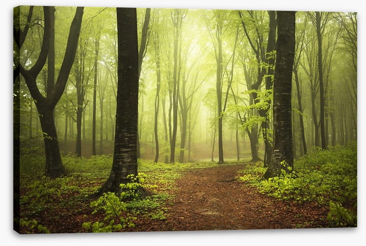 Between two trees - Image 2