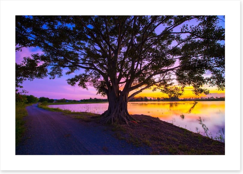 Beyond the big tree - Image 2