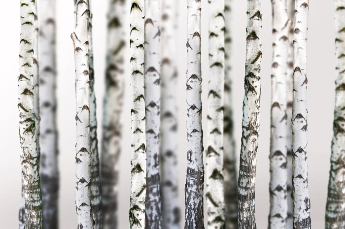 Birch beauty