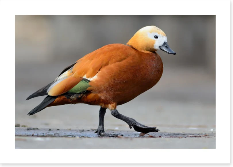 Birds - Image 2