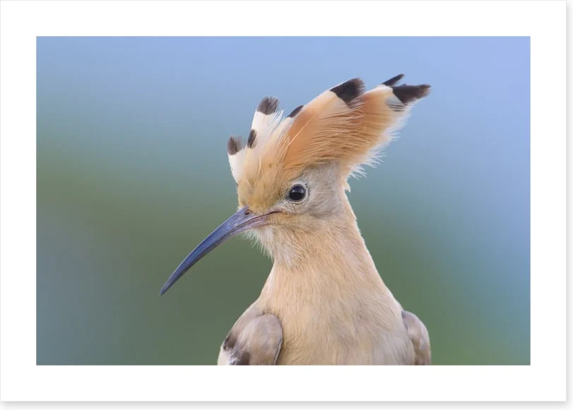 Birds - Image 2