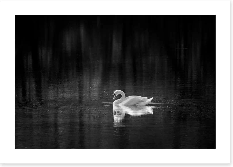 Birds - Image 2
