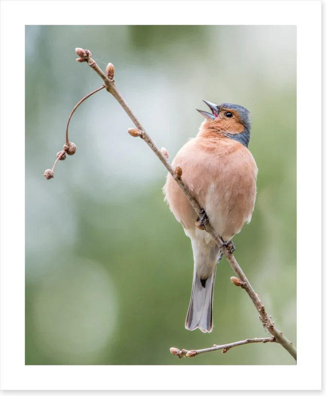 Birds - Image 2