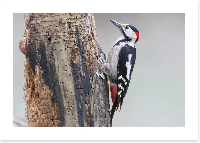 Birds - Image 2