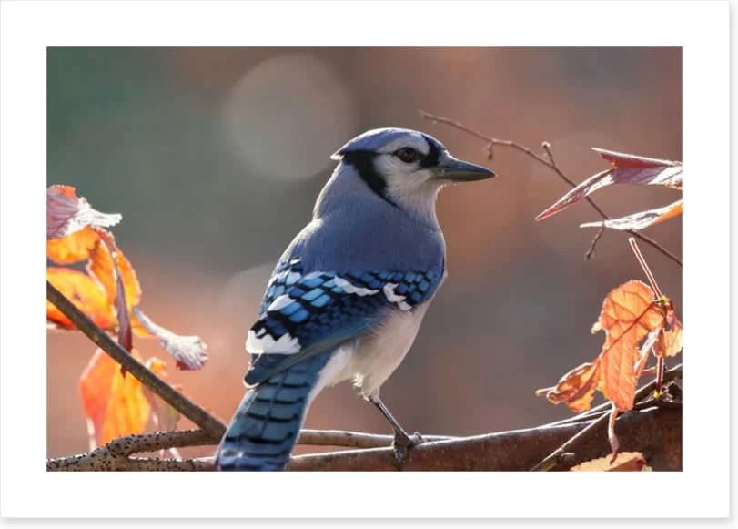 Birds - Image 2